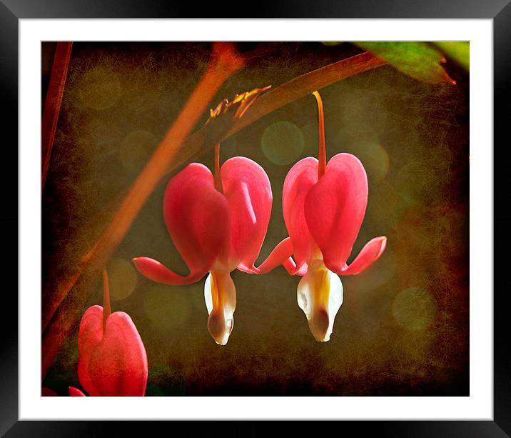 Touching Hearts Framed Mounted Print by Jason Williams