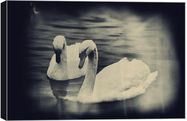 Swans Canvas Print by Vicky Mitchell