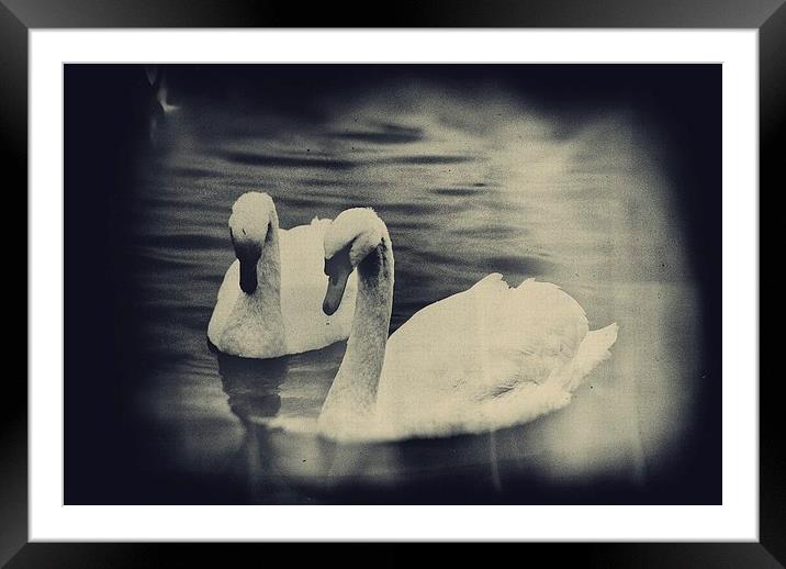 Swans Framed Mounted Print by Vicky Mitchell