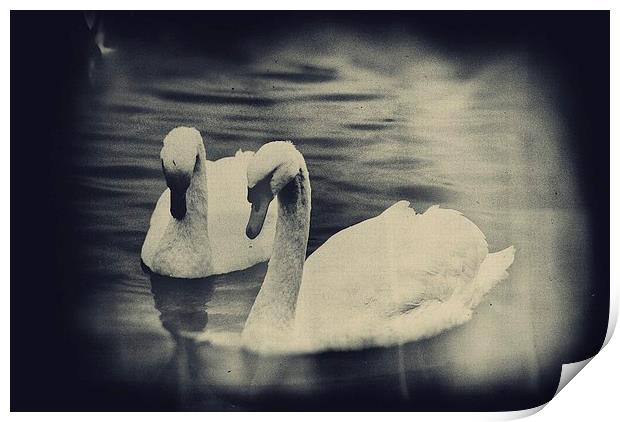 Swans Print by Vicky Mitchell