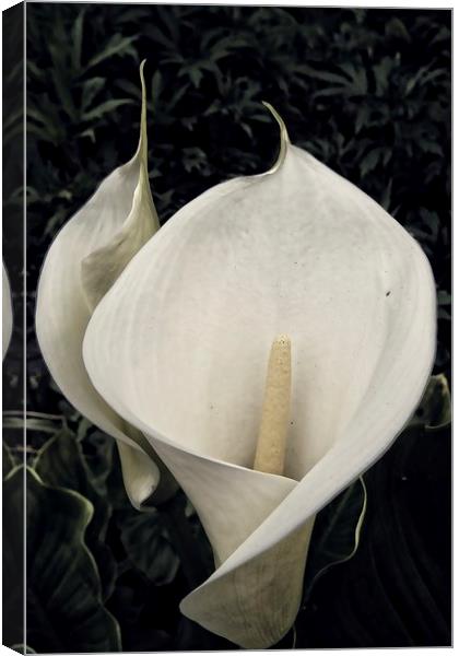 calla lily Canvas Print by chrissy woodhouse
