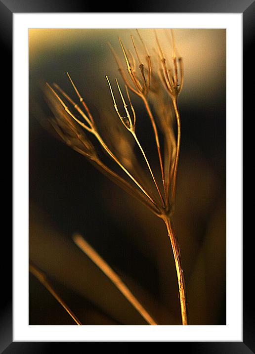 270_78831 Framed Mounted Print by anik odagires