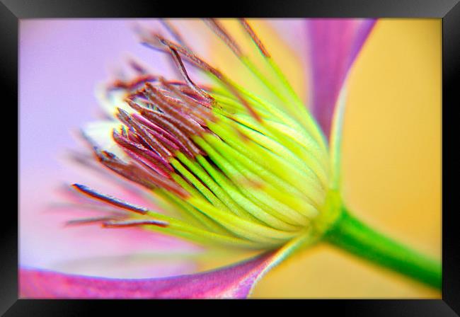 clematis Framed Print by sue davies