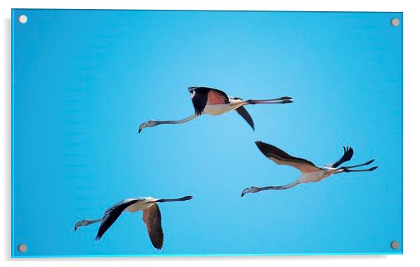 Flamingos Acrylic by Luís Barriga