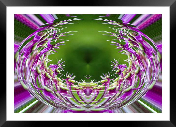Allium Sphere Framed Mounted Print by Georgie Lilly