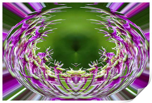 Allium Sphere Print by Georgie Lilly