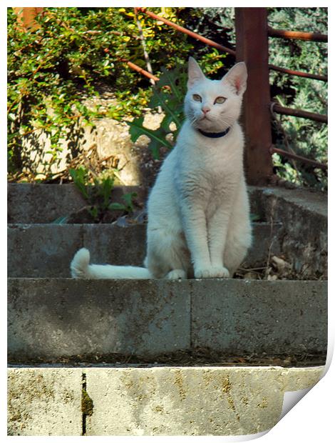 Cat on the stair Print by Erzsebet Bak