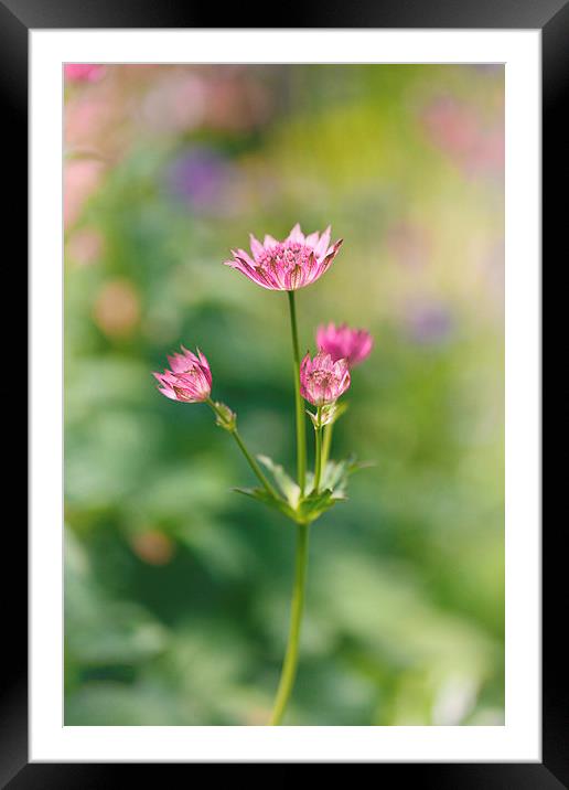 Pink Astrantia Framed Mounted Print by Mark Harrop