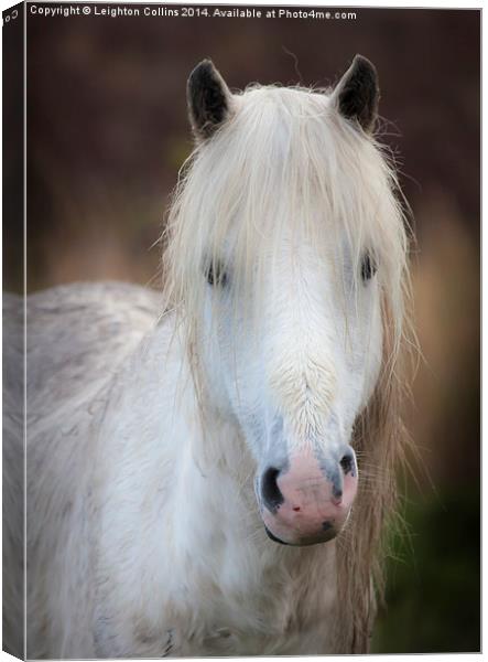 Wild Welsh mountain pony Canvas Print by Leighton Collins