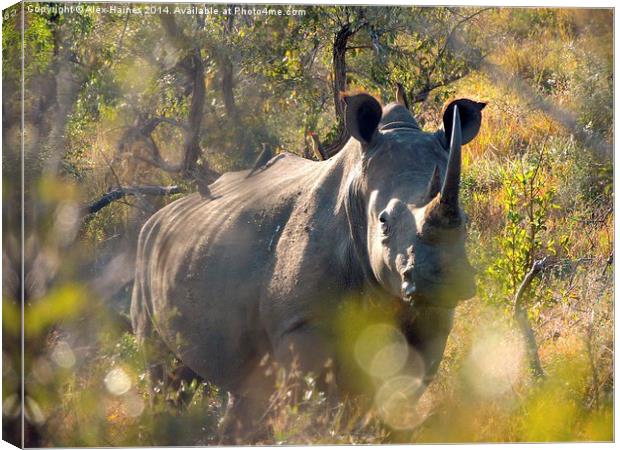Rhino giving a piggyback Canvas Print by Alex Haines
