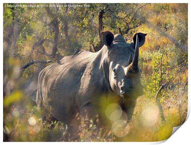 Rhino giving a piggyback Print by Alex Haines