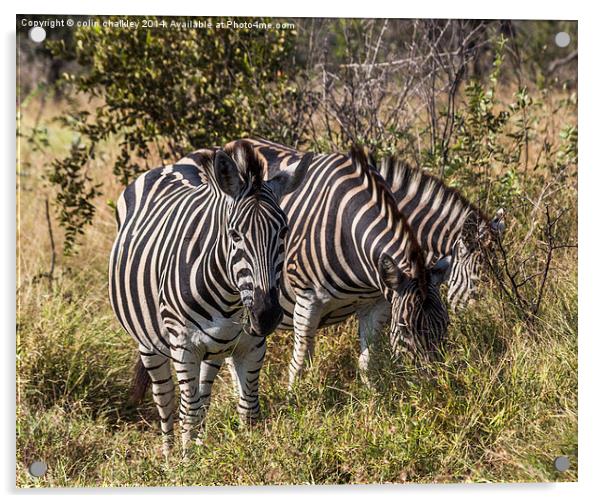 Trio of Zebra Acrylic by colin chalkley