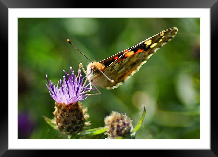 Painted Lady, 'Vanessa cardui' Framed Mounted Print by Jim Hibbard