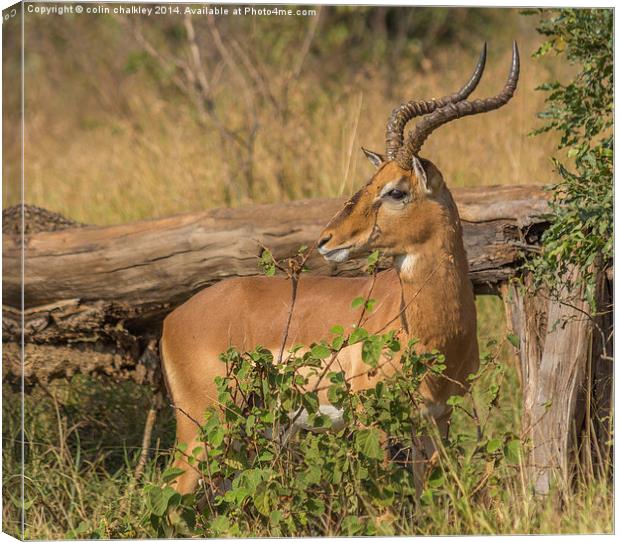 Male Impala in Kruger National Park Canvas Print by colin chalkley