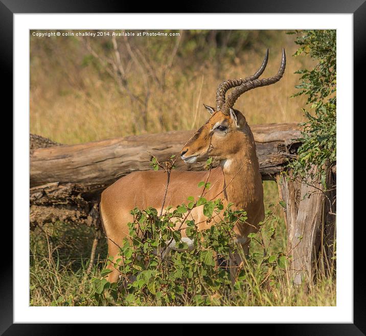 Male Impala in Kruger National Park Framed Mounted Print by colin chalkley