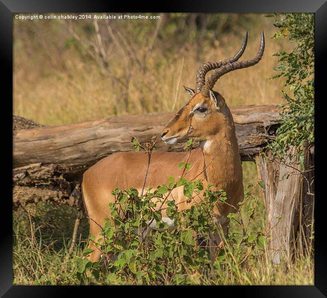 Male Impala in Kruger National Park Framed Print by colin chalkley