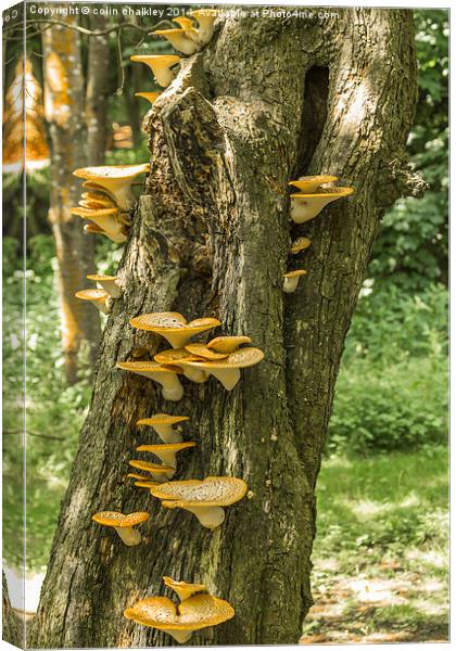 Yellow Tree Fungi Canvas Print by colin chalkley