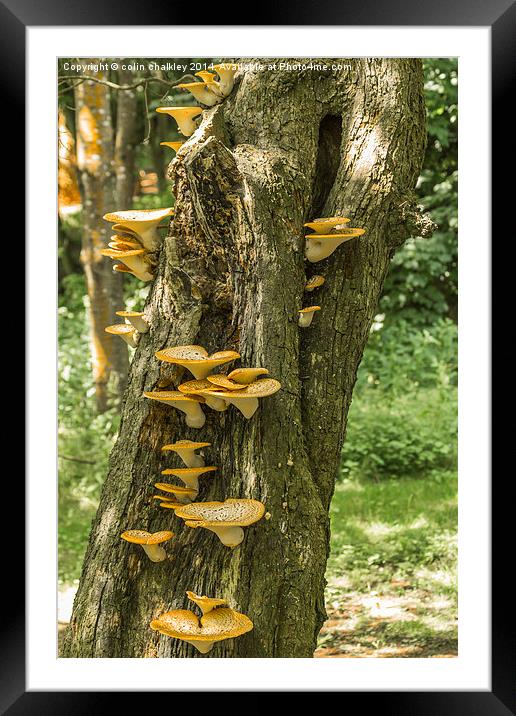 Yellow Tree Fungi Framed Mounted Print by colin chalkley