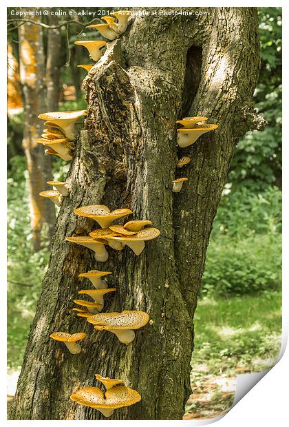 Yellow Tree Fungi Print by colin chalkley