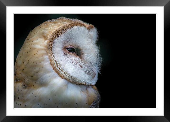 Barn Owl Portrait Framed Mounted Print by Andy McGarry