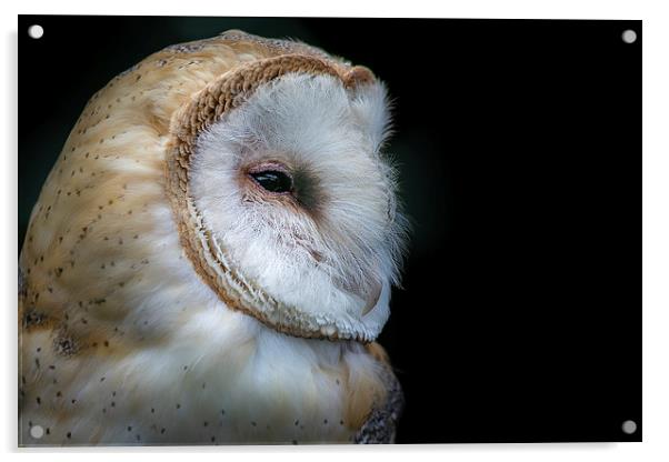 Barn Owl Portrait Acrylic by Andy McGarry