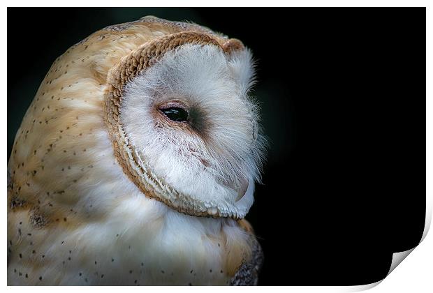 Barn Owl Portrait Print by Andy McGarry