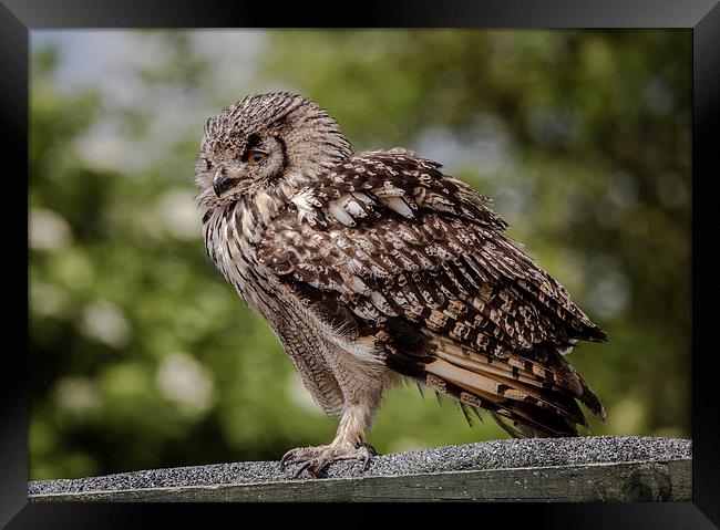 Bengal Eagle Owl Framed Print by Andy McGarry