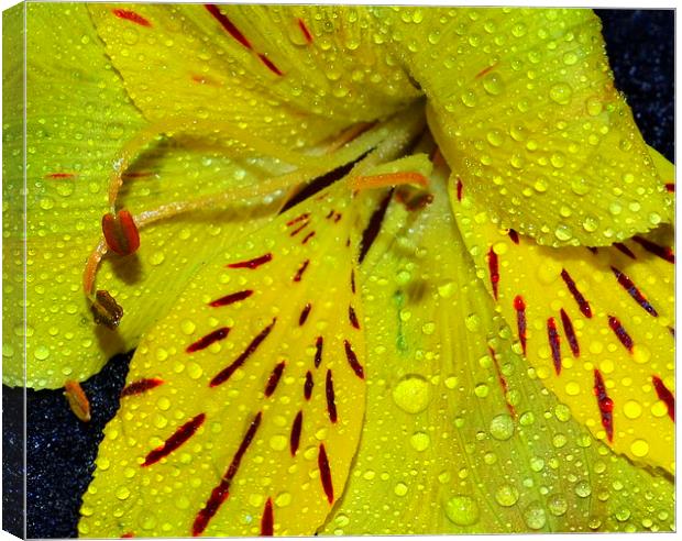 Yellow Lily Canvas Print by Paula Palmer canvas