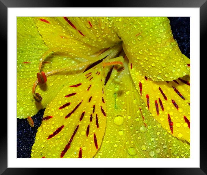 Yellow Lily Framed Mounted Print by Paula Palmer canvas