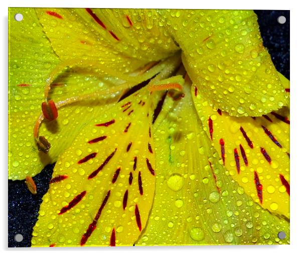 Yellow Lily Acrylic by Paula Palmer canvas