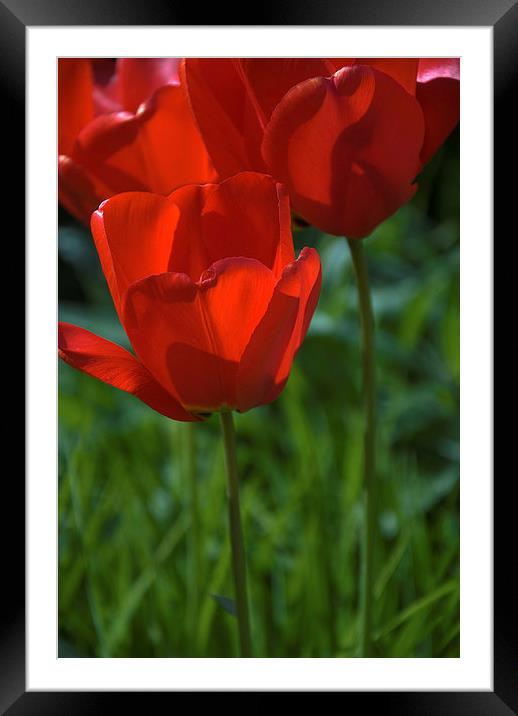 Tulip into light Framed Mounted Print by Stephen Wakefield