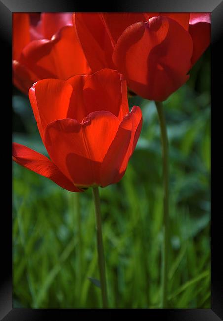Tulip into light Framed Print by Stephen Wakefield