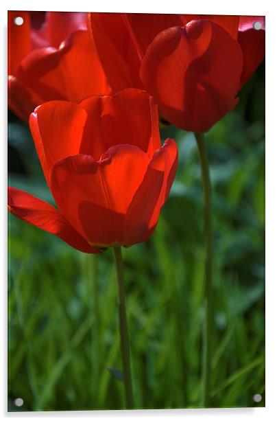 Tulip into light Acrylic by Stephen Wakefield