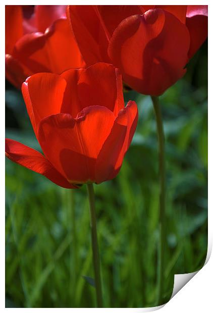 Tulip into light Print by Stephen Wakefield
