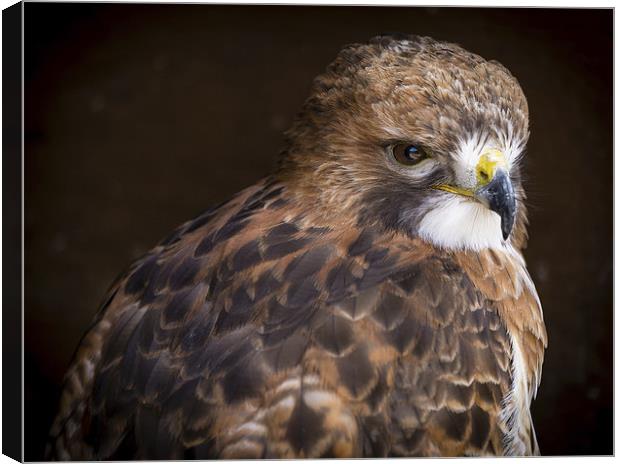 Red Tailed Buzzard Canvas Print by Andy McGarry