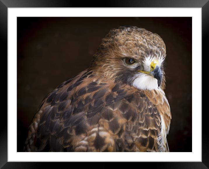 Red Tailed Buzzard Framed Mounted Print by Andy McGarry
