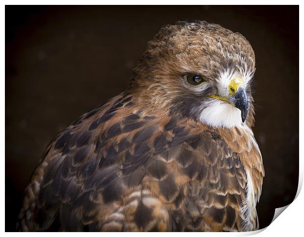 Red Tailed Buzzard Print by Andy McGarry