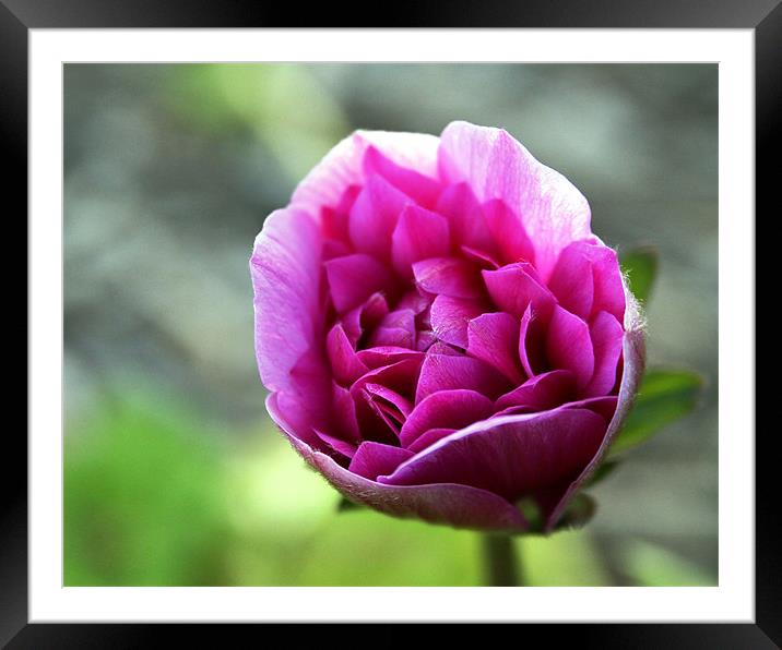 Pink Potential 2144_3572 Framed Mounted Print by julie williams