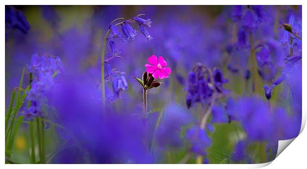 Bluebells and pink flower Print by Leighton Collins