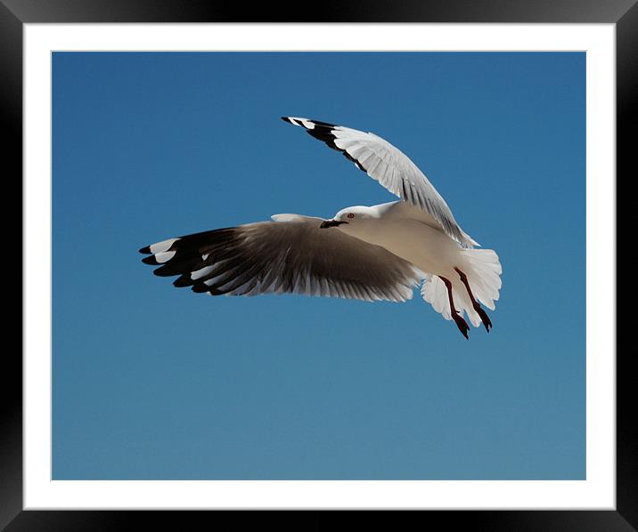 Inflight 2144_72163 Framed Mounted Print by julie williams