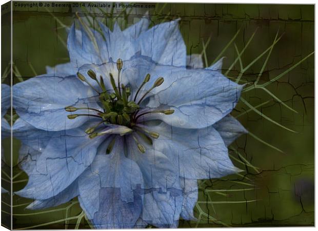 love in a mist Canvas Print by Jo Beerens