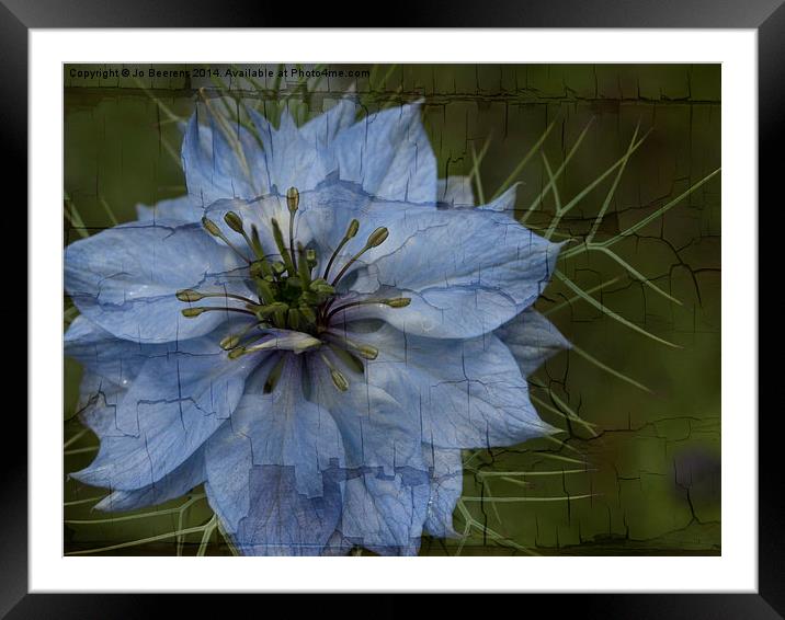 love in a mist Framed Mounted Print by Jo Beerens