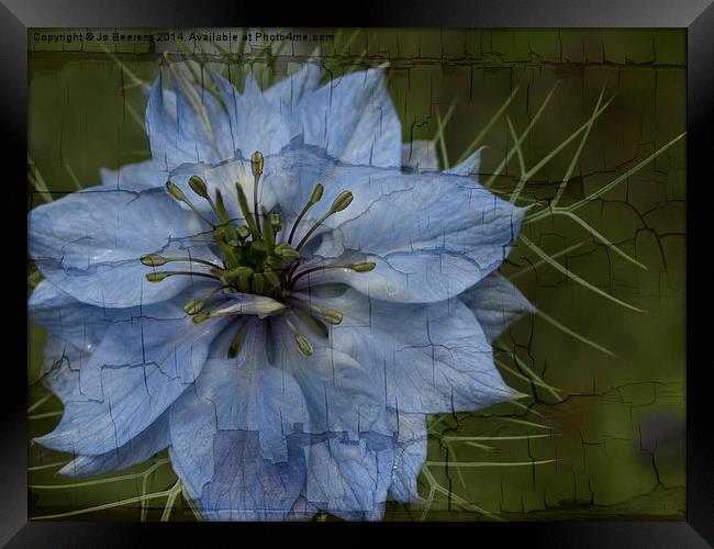 love in a mist Framed Print by Jo Beerens