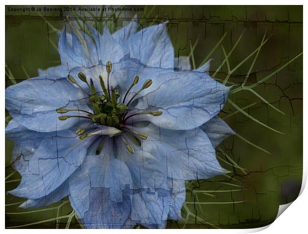 love in a mist Print by Jo Beerens