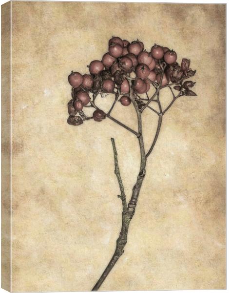 Twiggy Berries Canvas Print by Jon Mills