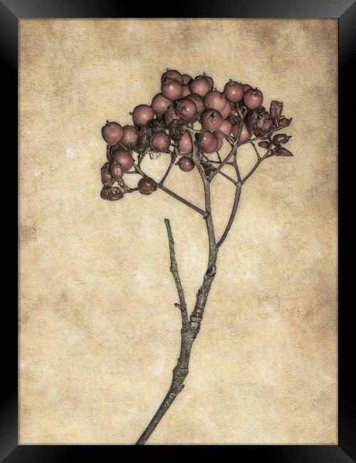 Twiggy Berries Framed Print by Jon Mills