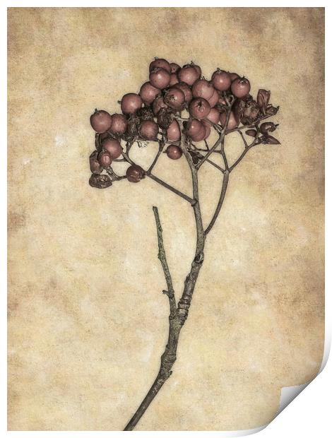 Twiggy Berries Print by Jon Mills