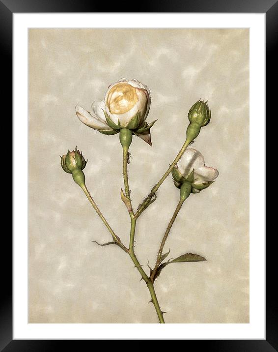 Pink roses Framed Mounted Print by Jon Mills