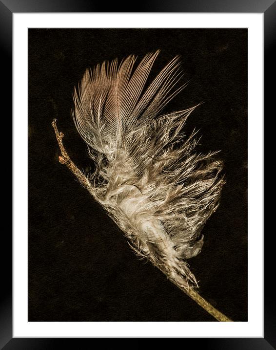 Feather macro Framed Mounted Print by Jon Mills