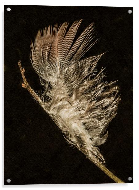 Feather macro Acrylic by Jon Mills